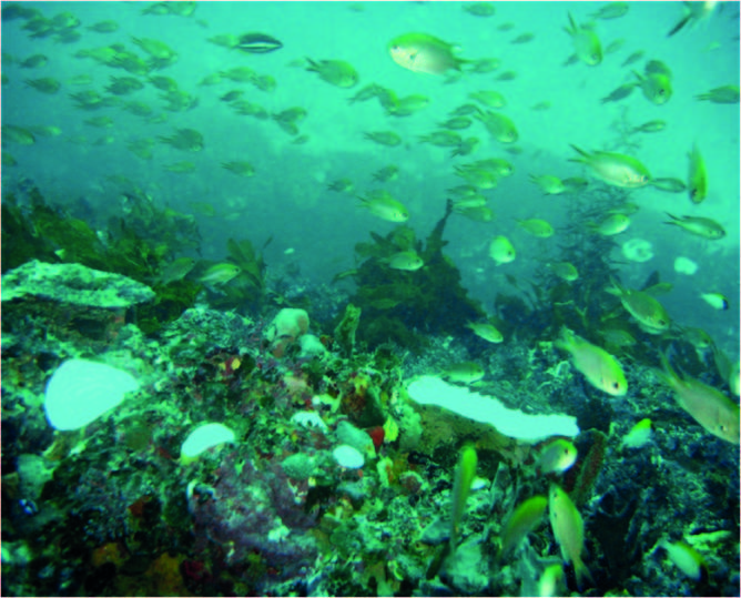 Coral reef with white coral sections and fish above