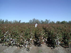 cotton field