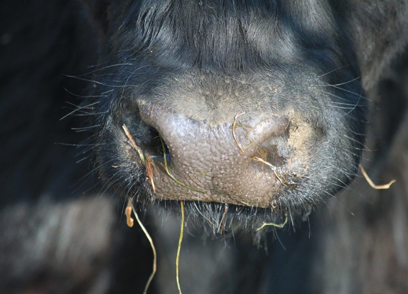 Livestock eating