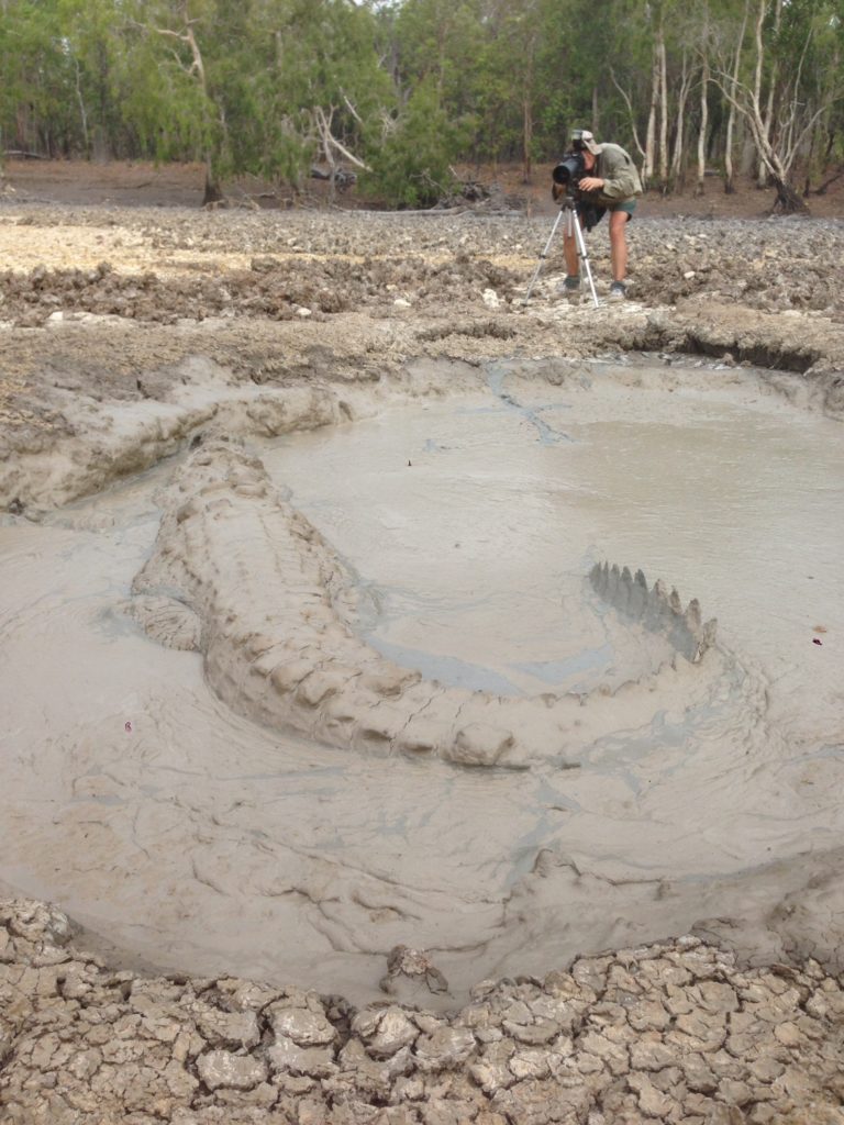 Crocodile sitting in a hole filled with mud surrounded by dry dirt and man taking photo