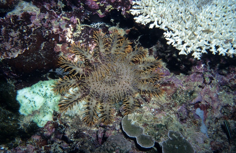 Crown-of-thorns starfish on coral