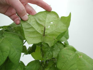 caterpillar on a leaf