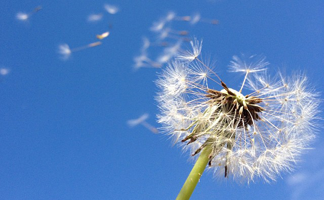 Dandelion Seeds blowing in the wind