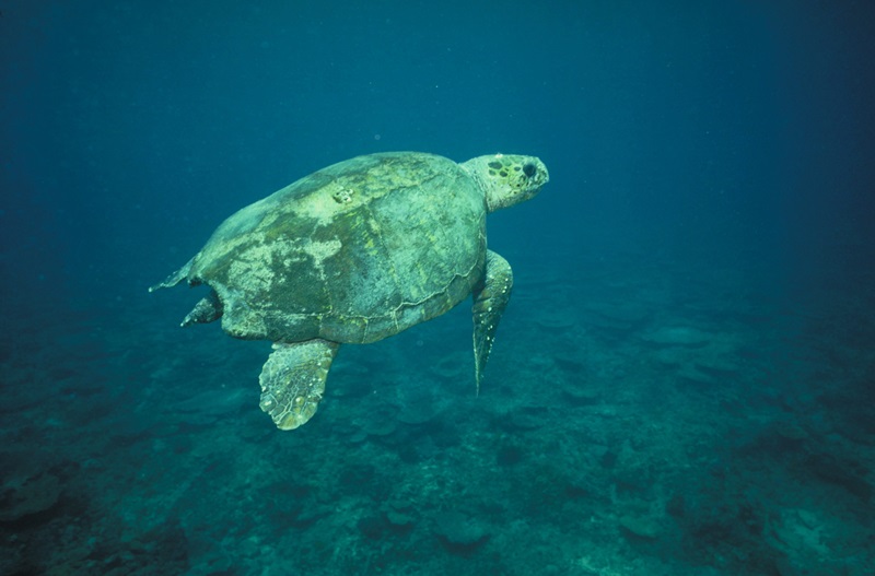 Close-up shot of a Loggerhead turtle with barnacles on its shell swimming over coral reefs.