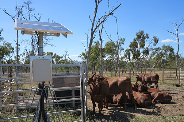 Cattle next to a digital weigh station