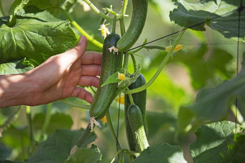 Someone reaching for a cucumber