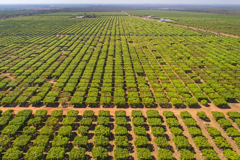 aerial photo of mango plantation