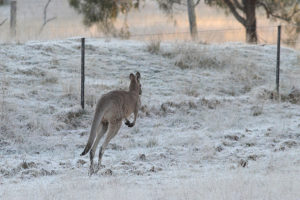 Frosty morning in Southeast Australia