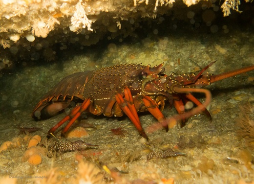 Eastern rock lobster