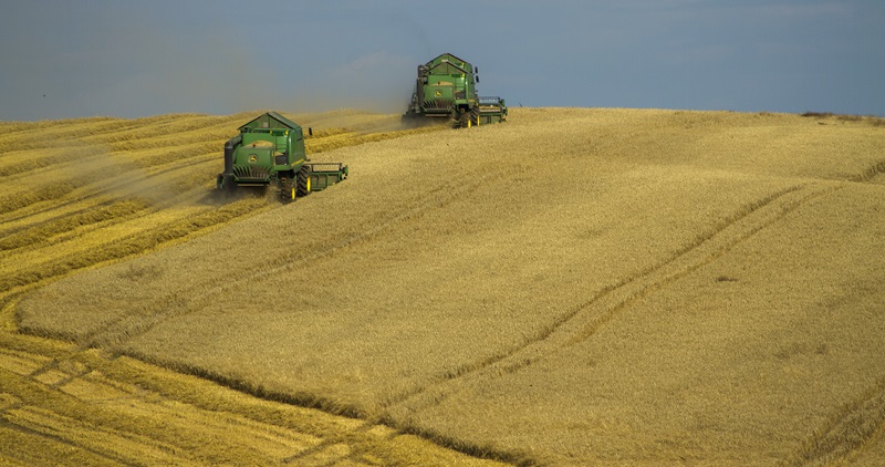 harvesters in canola field