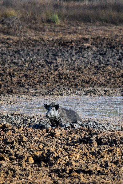 A feral pig in mud