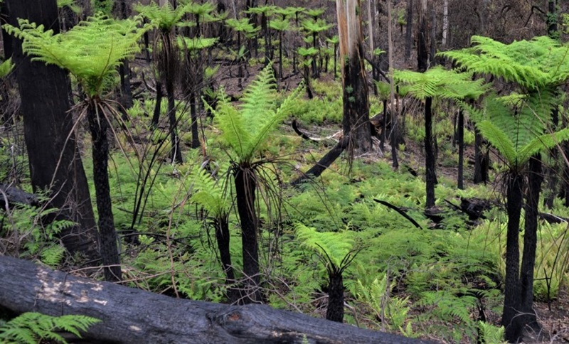 Ferns dominate early recovery after a fire in an East Gippsland wet forest. 