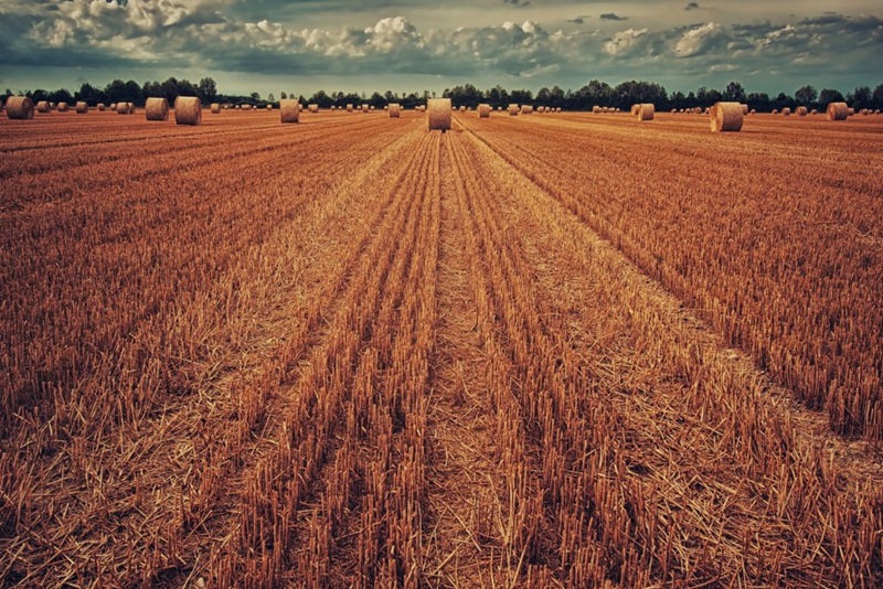 Cut for hay.