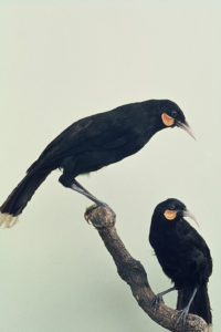 two stuffed black birds on a branch