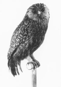 stuffed owl