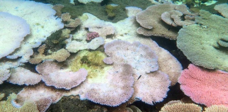bleached coral