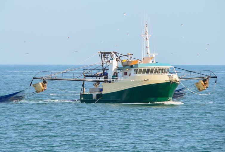 Wide shot of a prawn trawler