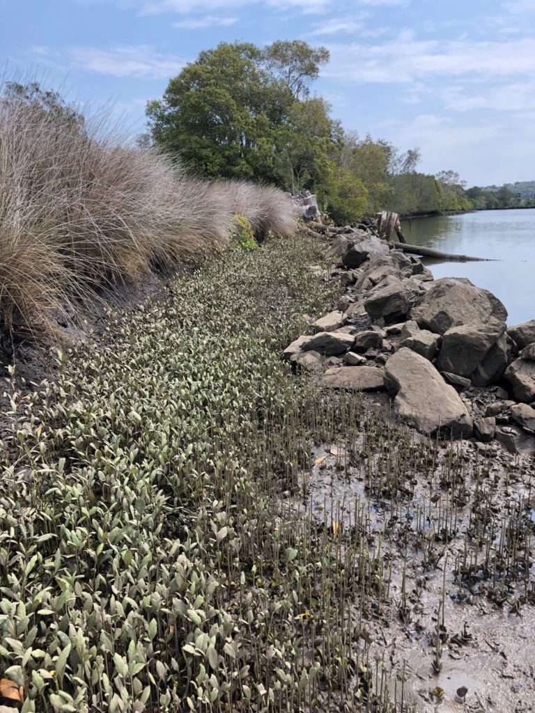 A coastline with some vegetation and rocks, surrounded by native grasses