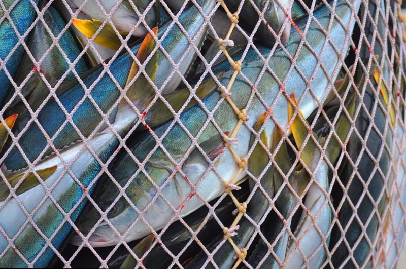 close up of multiple fish caught in a net