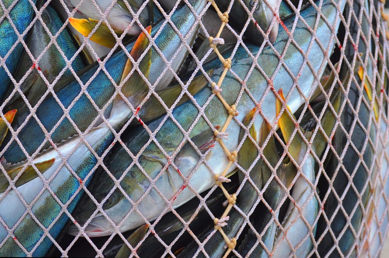 Close up of many fish caught in a net
