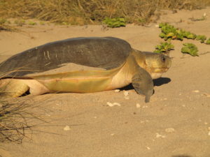 A Flatback sea turtle on a sandy beach.