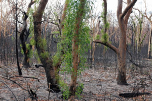 Burnt Eucalypts regenerating on Putty Road, NSW near the Hunter Valley following the 2019-2020 Australian bushfire season. Image by Ian Sanderson/Flickr.