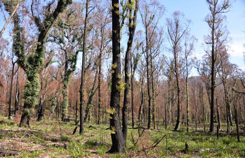 Post-fire recovery