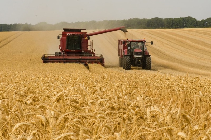 Grain harvesting in a field