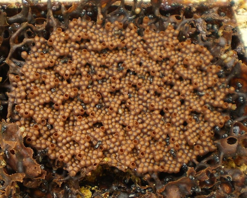 A native bee hive with irregular shape