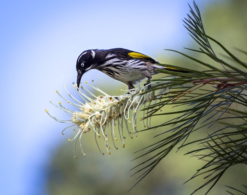A black and white bird with yellow wings feeding on a white grevillea flower.