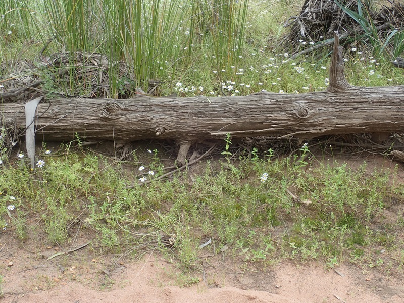 A fallen log with grasses, daisies and small hornworts