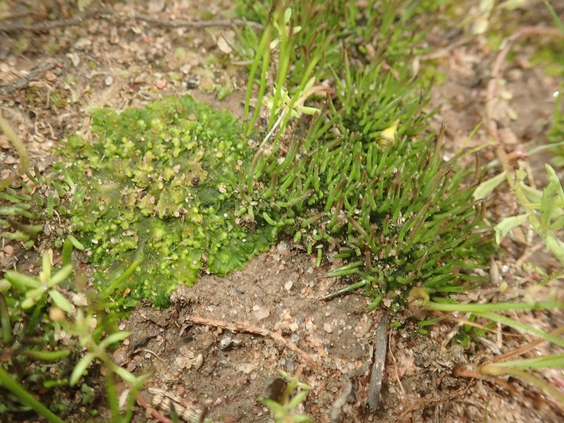 Close up of two hornworts, one growing flat along the ground, the only spikey.
