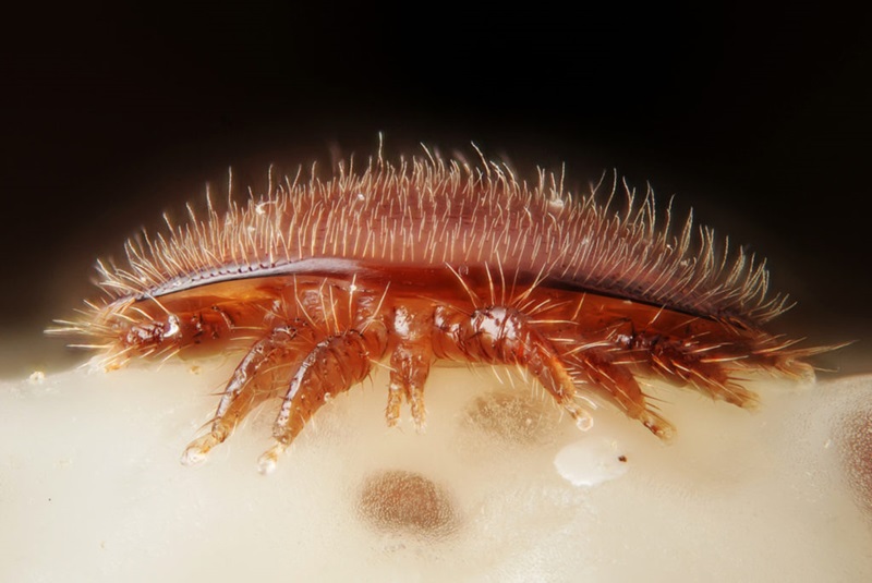 Varroa Mite on the head of a bee nymph: Honeybees pollinate a third of Australia’s food crops. Losing them due Varroa Mite would cost the economy billions of dollars.  Credit: Gilles San Martin/flickr under CC BY-SA 2.0 licence