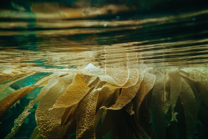 Close up of giant kelp taken just below the surface of the ocean