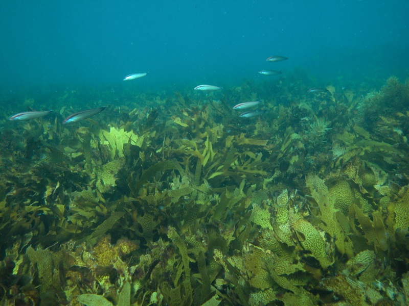 Small fish swimming over kelp beds