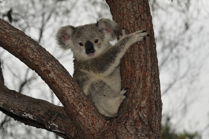 Koala in between two branches of a tree