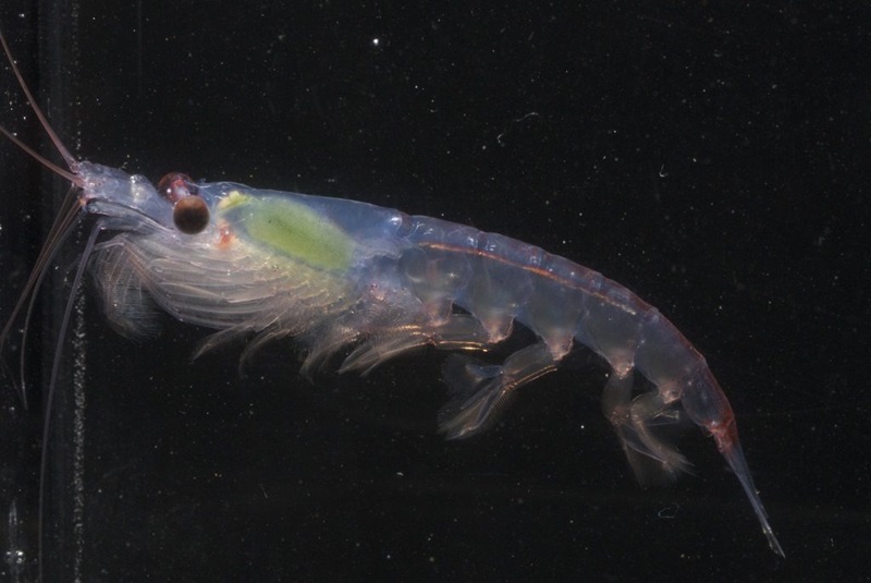 enlarged image of krill
