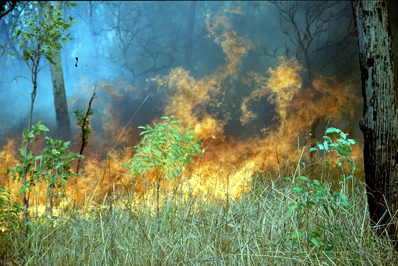 Grass fire in a lightly wooded area.