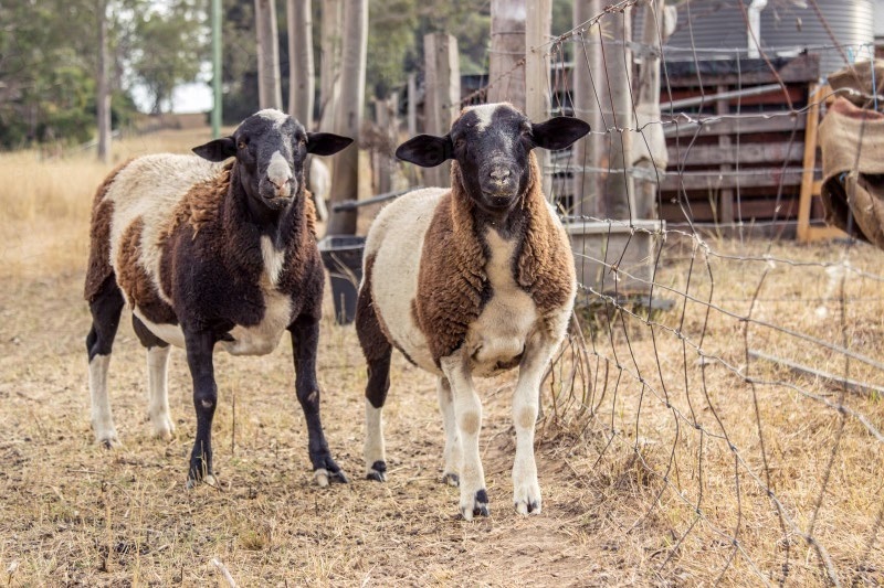 Male dorper sheep.
