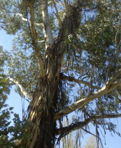 ribbons of bark hanging from high branches