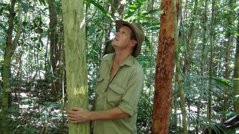 One of the study's authors, CSIRO's Matt Bradford, with a Gossia shepherdii (Lignum) on the Robson Creek rainforest plot,  estimated at close to 1000 years old.