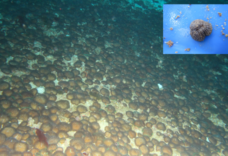 Mushroom corals with a close-up image inset
