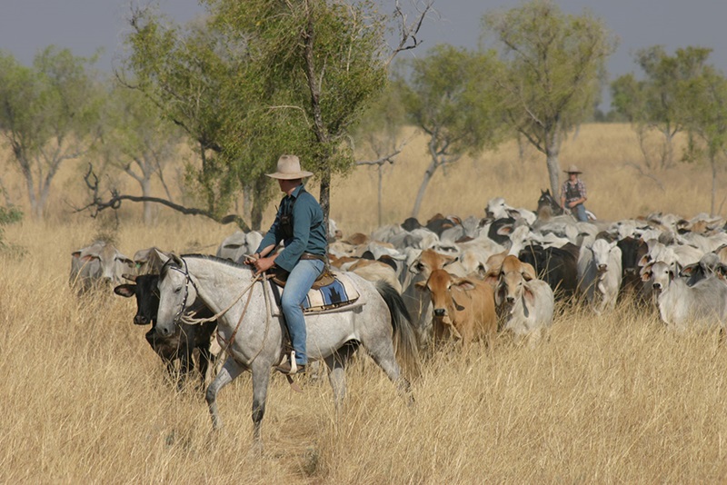 Two stockmen with a herd of cattle in grassland