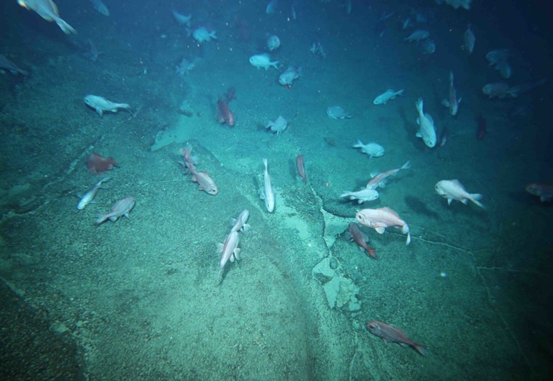 a school of orange-tinted fish lit by the light of a submarine camera