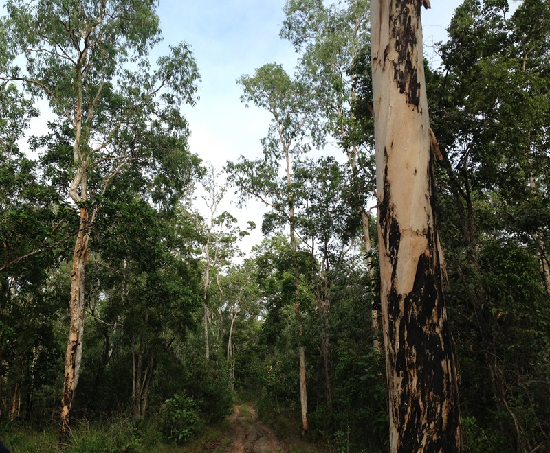 A forest of tall paperbark trees with a trail running through.