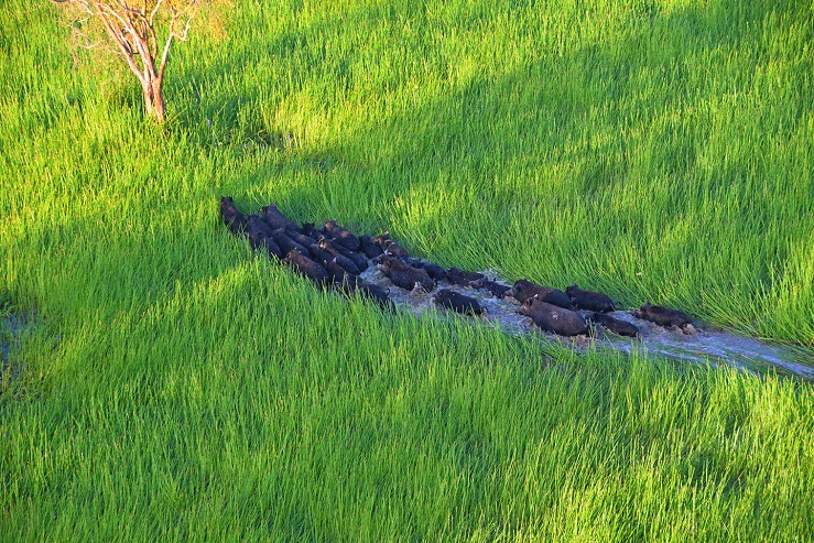 A group of pigs moving through a reedy wetland