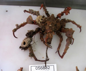 Spider crab covered with barnacles as camouflage