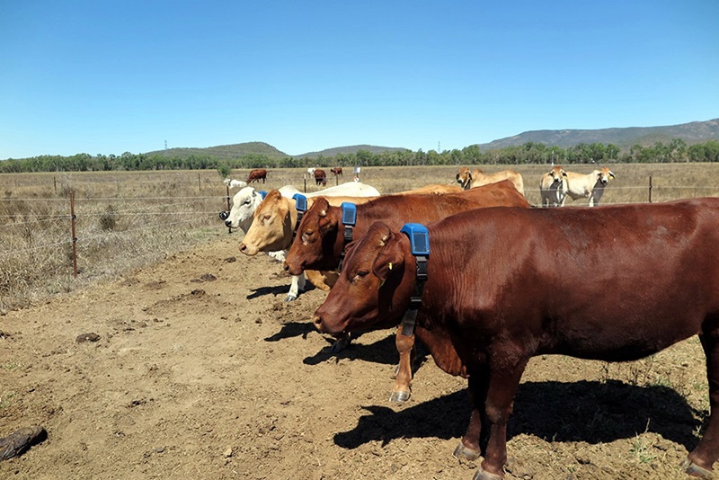 Four cattle wearing radio collars standing in a line