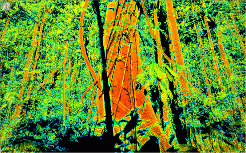 A laser scan of the rainforest at Robson Creek, showing the three dimensional forest structure. Image: P. Scarth, University of Queensland.