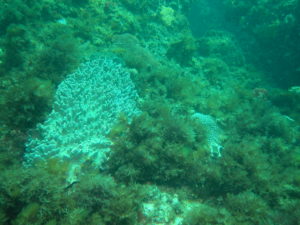 A coral reef
